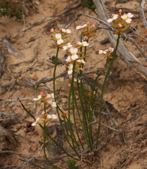 Stylidium junceum