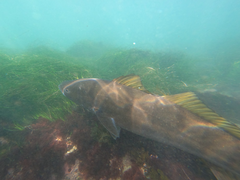 Atractoscion nobilis