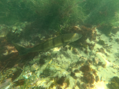 Atractoscion nobilis