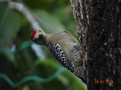 Melanerpes rubricapillus