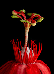 Passiflora vitifolia