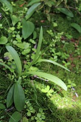 Platanthera aquilonis