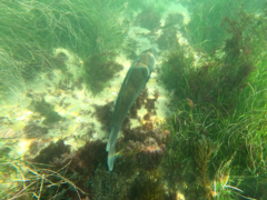 Atractoscion nobilis