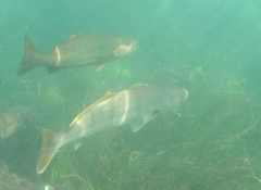 Atractoscion nobilis