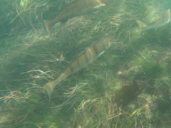 Atractoscion nobilis