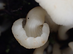 Hodophilus glabripes