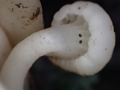 Hodophilus glabripes