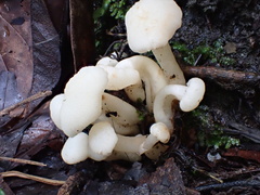 Hodophilus glabripes