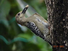 Melanerpes rubricapillus