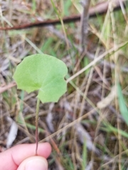 Centella cordifolia
