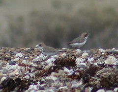Charadrius falklandicus