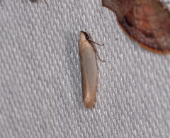 Scieropepla polyxesta