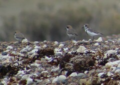 Charadrius falklandicus