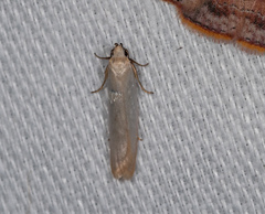 Scieropepla polyxesta