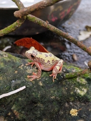 Dendropsophus triangulum