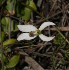 Stylidium petiolare