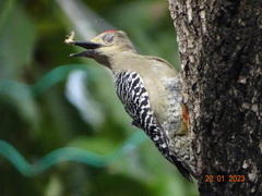 Melanerpes rubricapillus