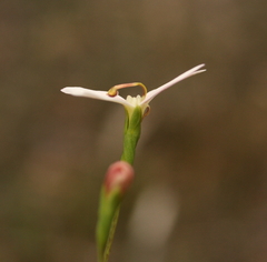 Stylidium petiolare