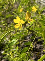 Senna chapmanii