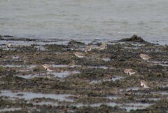 Charadrius falklandicus