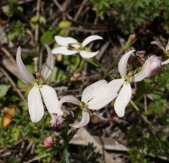 Stylidium petiolare