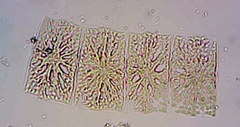 Helicotheca