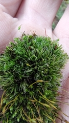 Grimmia pulvinata