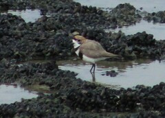 Charadrius falklandicus