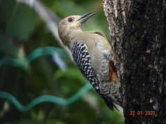 Melanerpes rubricapillus