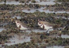 Charadrius falklandicus