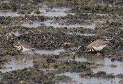Charadrius falklandicus