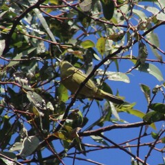 Leiothlypis celata