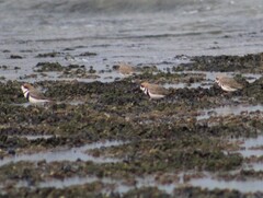 Charadrius falklandicus
