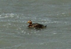 Tachyeres patachonicus