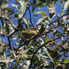 Leiothlypis celata