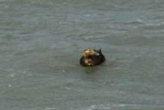 Tachyeres patachonicus