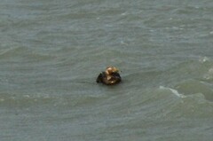 Tachyeres patachonicus