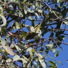 Leiothlypis celata