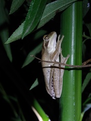 Boana pulchella