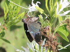 Narcosius parisi helen