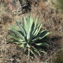 Agave salmiana