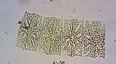 Helicotheca