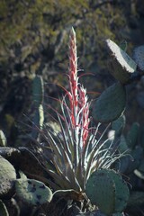 Tillandsia bourgaei