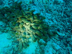 Tydemania expeditionis