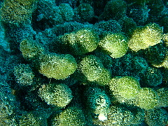 Tydemania expeditionis