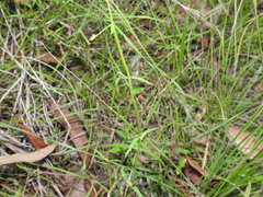 Gonocarpus chinensis