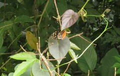 Heliconius hecale