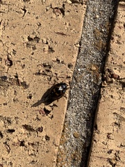 Harmonia axyridis
