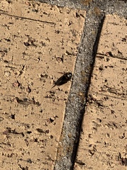 Harmonia axyridis
