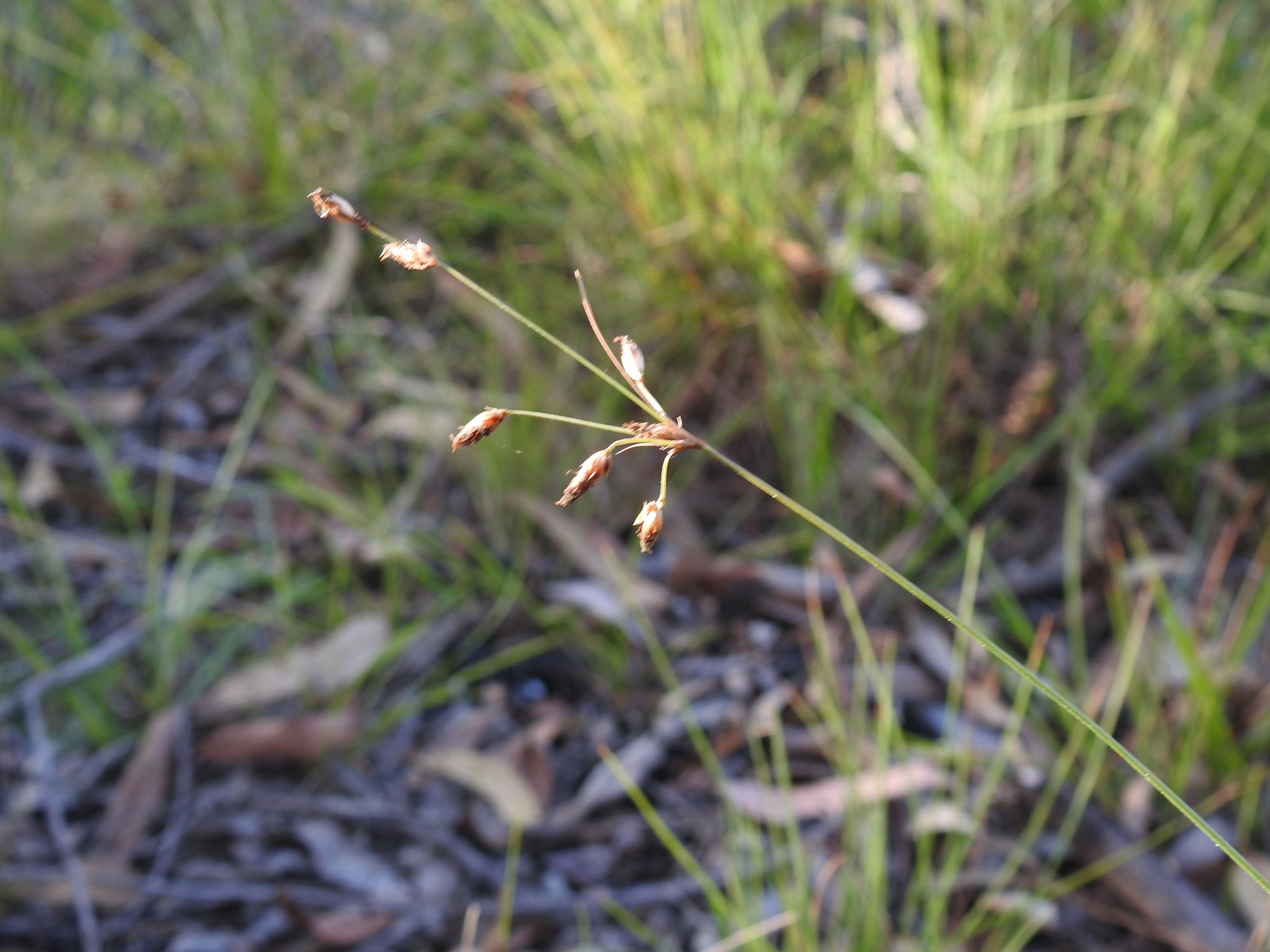 Fimbristylis dichotoma ssp. dichotoma